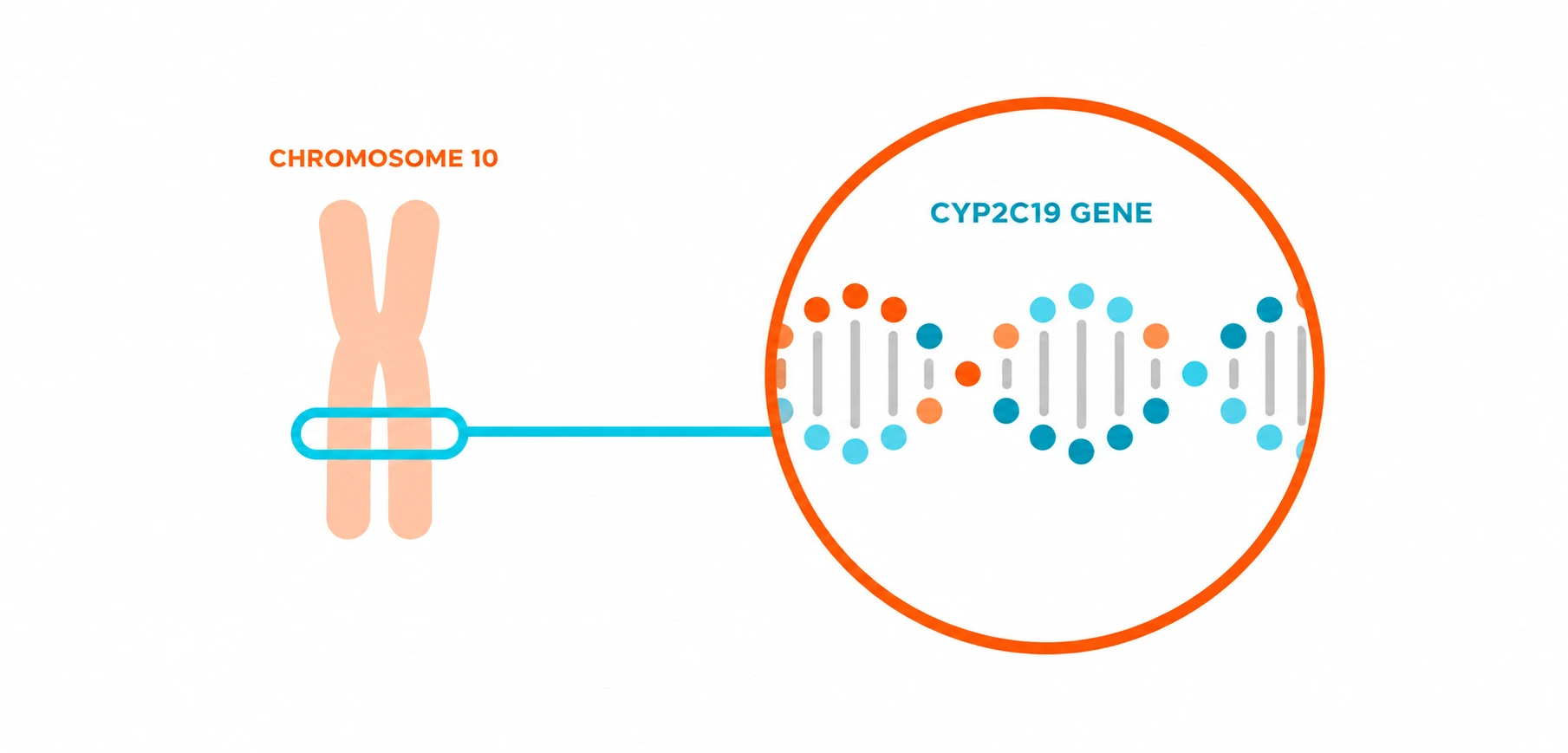 A CYP2C19 gene and its chromosome location